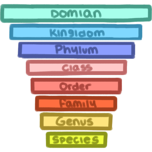  8 rectangles going from large to small, in order: domain in teal, kingdom in blue, phylum in purple, class in pink, order in pale red, family in orange, genus in yellow, and species in green